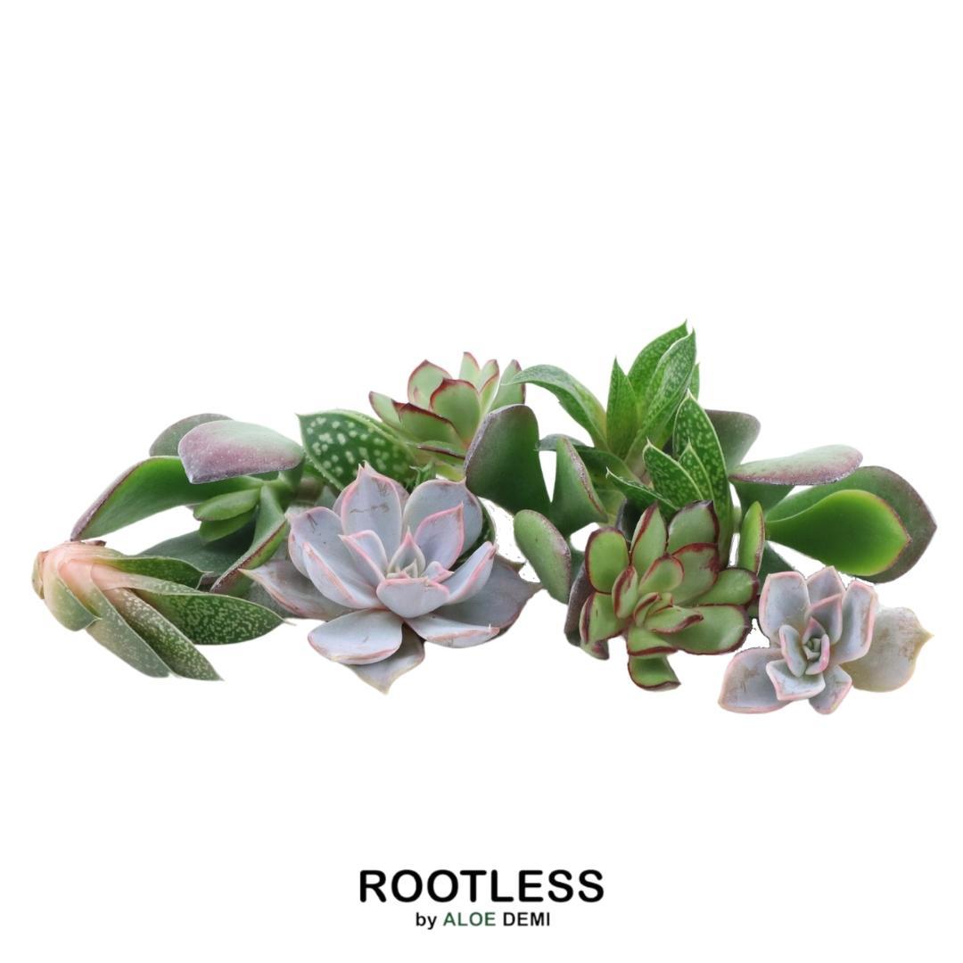 Rootless Echeveria mini mix - kweekdoos, detail van het blad
