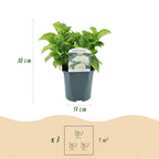 Hydrangea macrophylla Wit, kenmerkend blad
