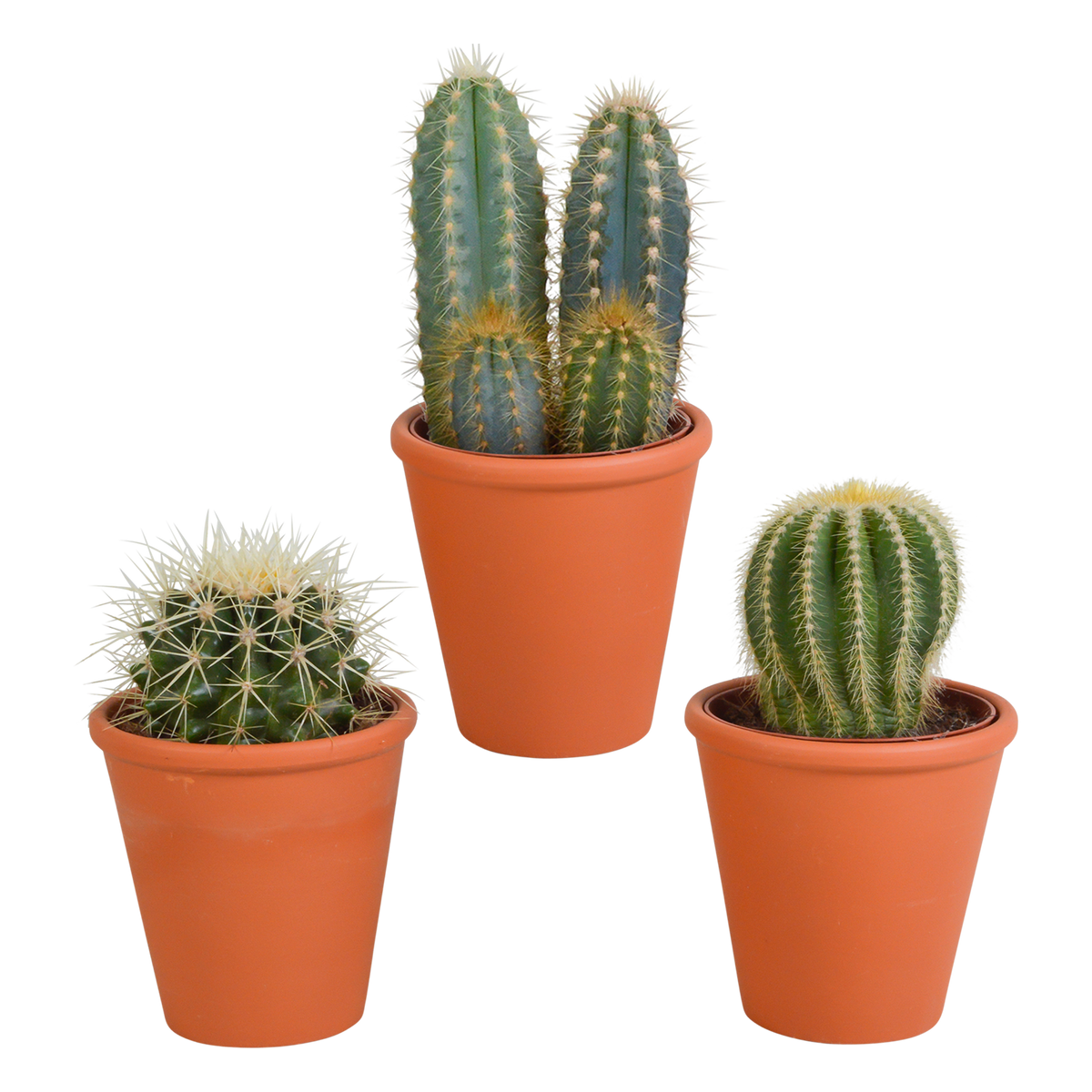 Productafbeelding van Pureplant