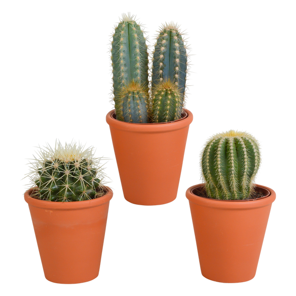 Cactus mix