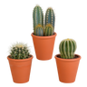 Cactus mix