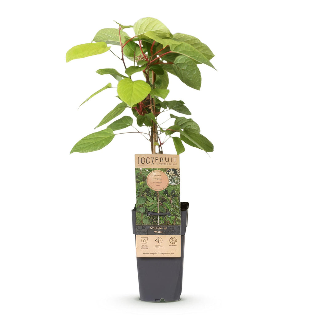 Kiwibessenplant Weiki (mannelijk), detail van het blad