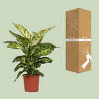 Detailfoto van Dieffenbachia Mars