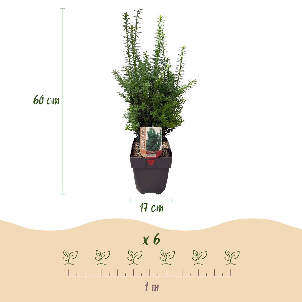 Taxus media Hilii, kenmerkend blad