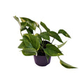 Productfoto van Scindapsus (Epipremnum) Aureum