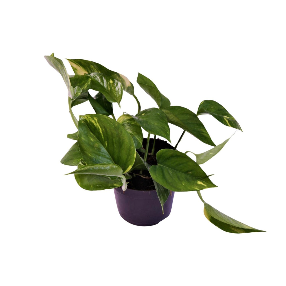 Productfoto van Scindapsus (Epipremnum) Aureum