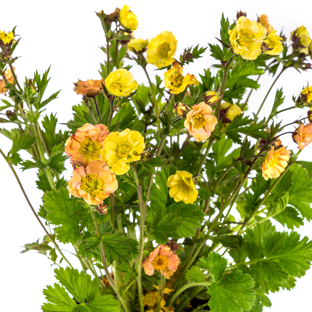 Geum Rivale Yellow, detail van het blad