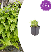 Polypodium vulgare