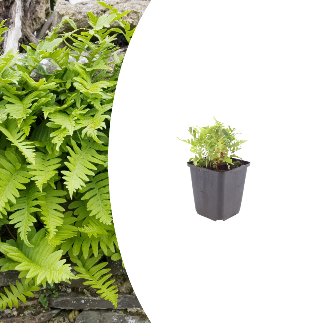 Polypodium vulgare, kenmerkend blad