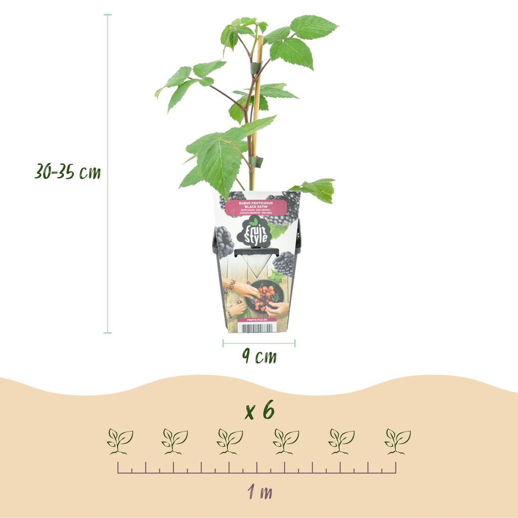Braam Rubus fruticosus Black Satin, sterke plant