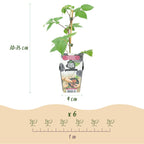 Braam Rubus fruticosus Black Satin, sterke plant