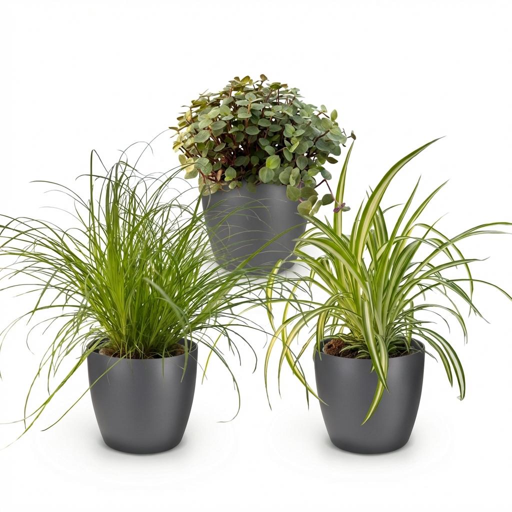 Cyperus, detail van het blad