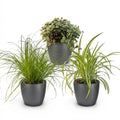 Cyperus, detail van het blad