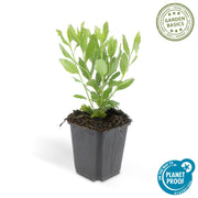 Aster ageratoides &
