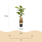 Kiwiplant Hayward, fruitgewas voor de tuin, kenmerkend blad