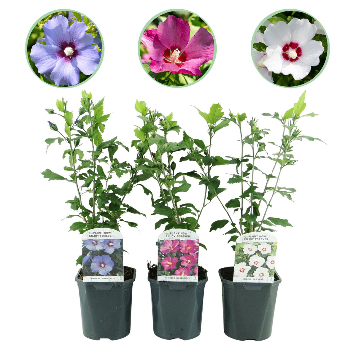 Hibiscus syriacus Tricolour, plant in pot