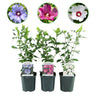 Hibiscus syriacus Tricolour