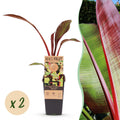 Sierbananenboom Musa Ensete Maurelli, detail van het blad