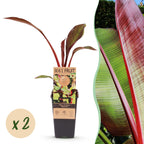 Sierbananenboom Musa Ensete Maurelli, detail van het blad