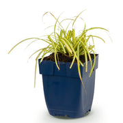 Carex oshimensis Evergold - Japanse Zegge - Groenblijvend - Geel-Groen