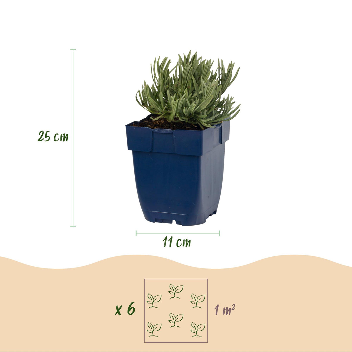 Lavendel Lavandula 'Tricolour', blauw-roze-wit, compacte plant