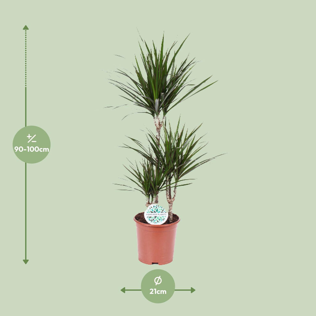 Detailfoto van Dracaena marginata, drakenbloedboom, 115 cm hoog