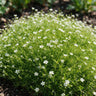 Sagina subulata - Vetmuur - Rotsplanten - Wit - 24 Planten