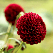 Dahlia &