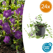 Vinca minor &
