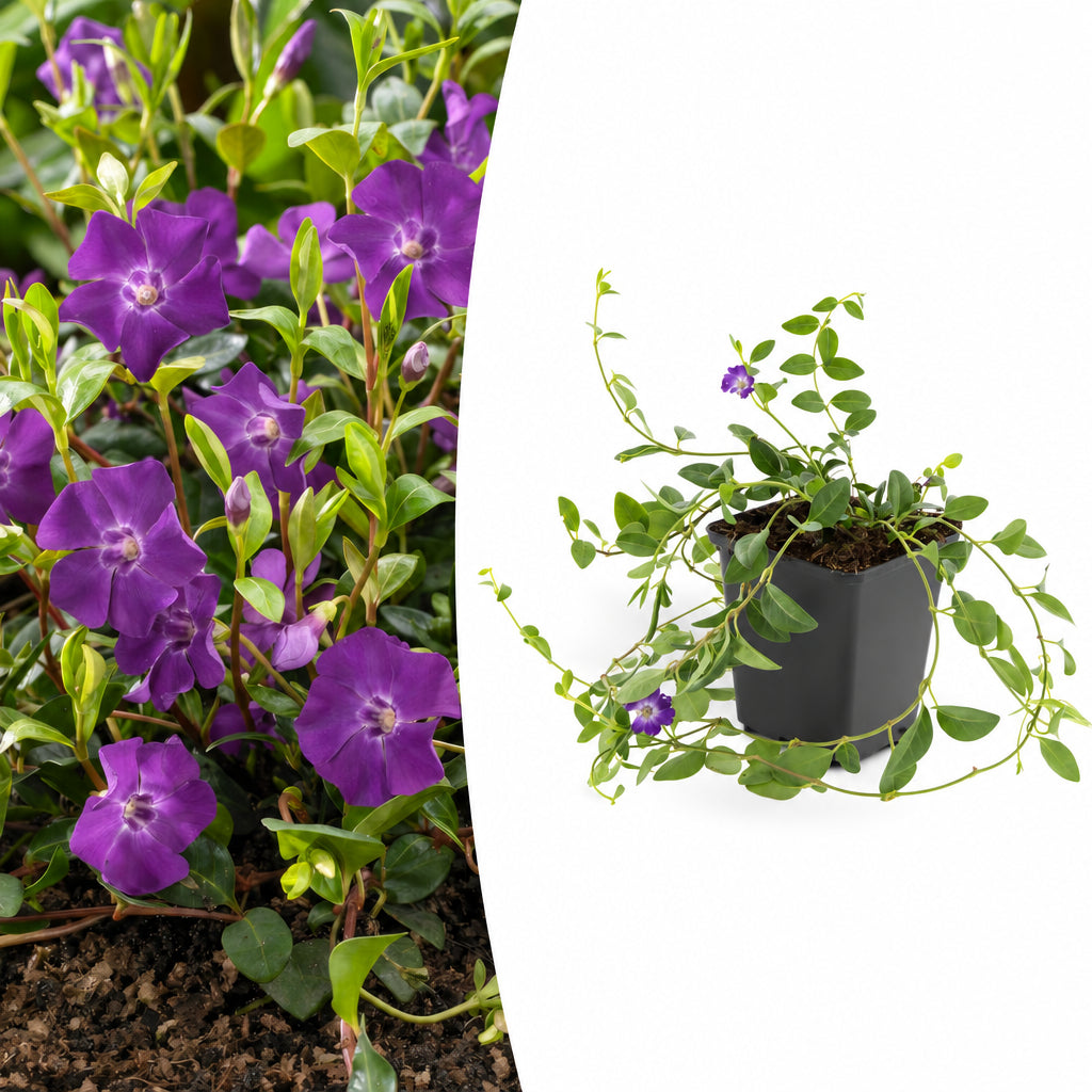 Vinca minor 'Atropurpurea', plant in pot