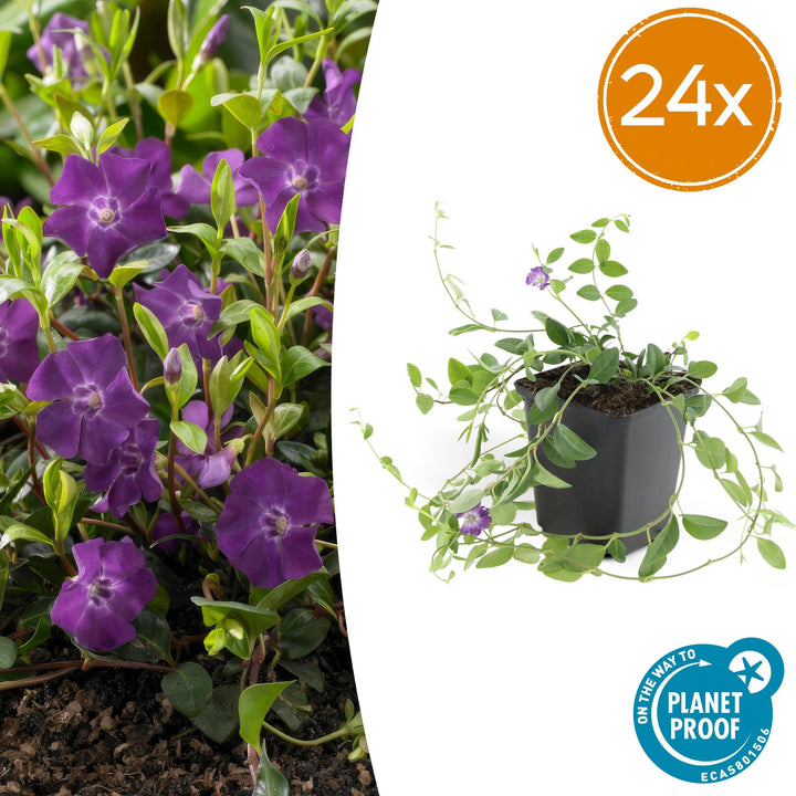 Vinca minor &