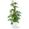 Mini Gatenplant - Monstera Minima Mosstok met witte pot