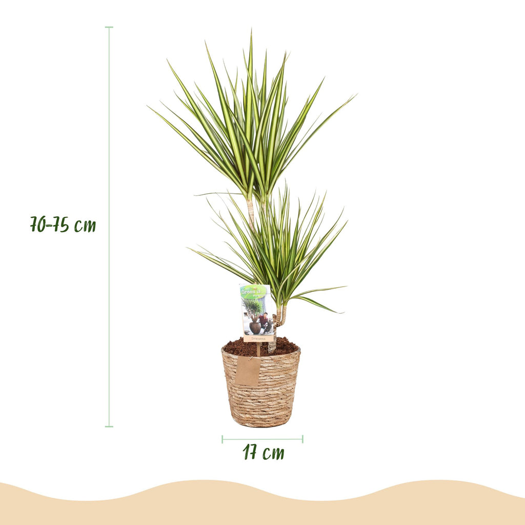 Dracaena Sunray met mand, groene bladeren
