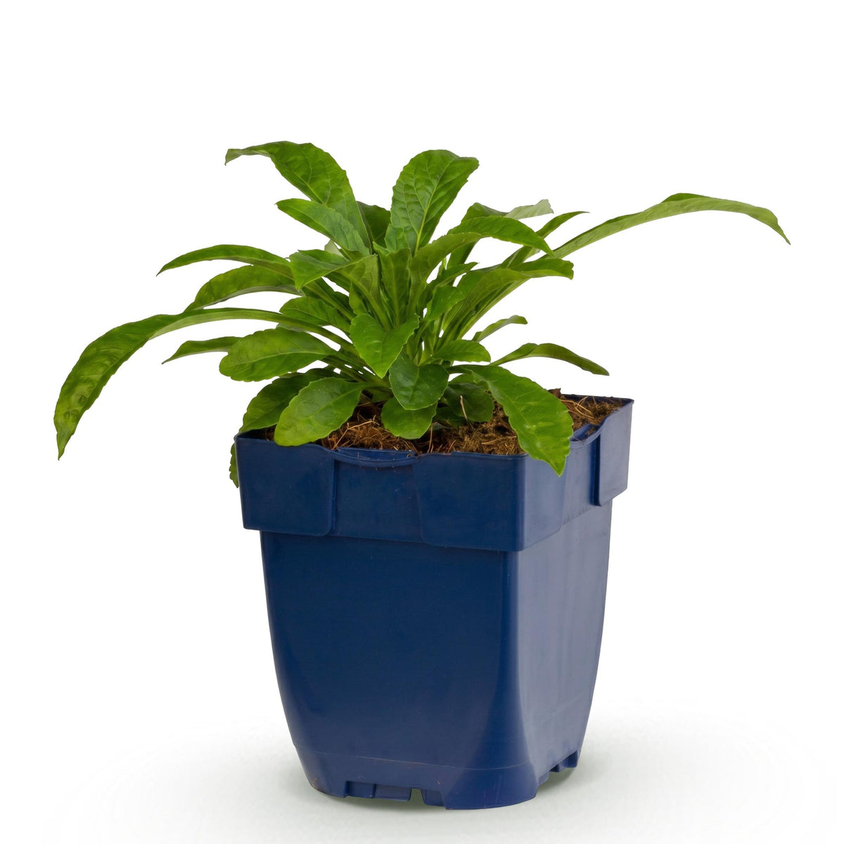 Perzikbladklokje pers. Alba, met witte bloemen, plant in pot