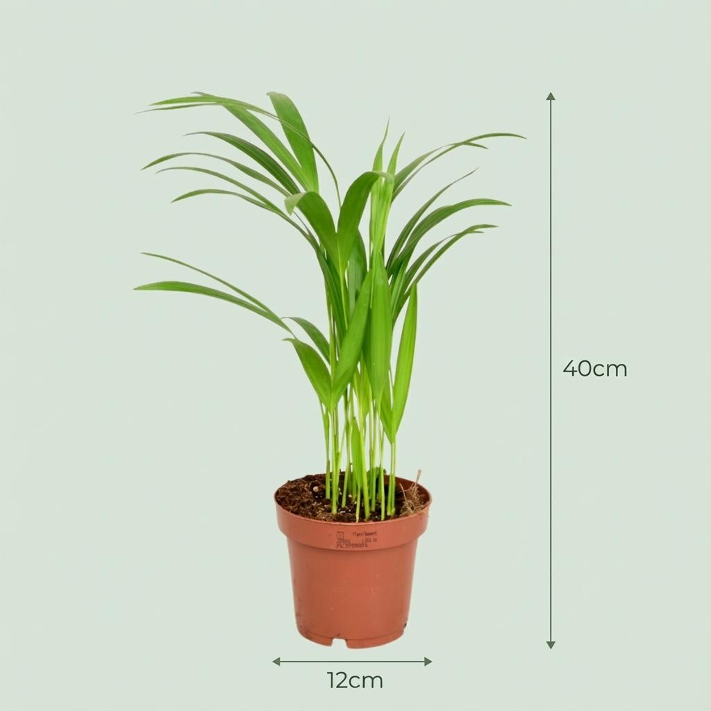 Areca Dypsis Lutescens Goudpalm, detail van het blad