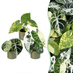 3x Baby Alocasia Tricolour Variegata
