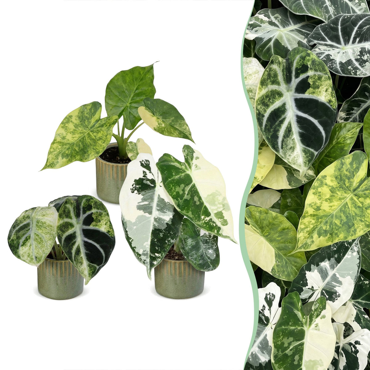3x Baby Alocasia Tricolour Variegata