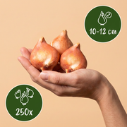Bloembollen tuinmix, Bulb Garden Mix, foto 3