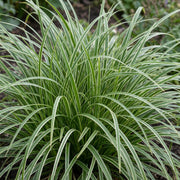 Carex morrowii Ice Dance - Japanse Zegge - Groenblijvend - Creme-Groen - 6 Planten