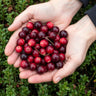 Bosbes Early Black, fruitgewas voor de tuin