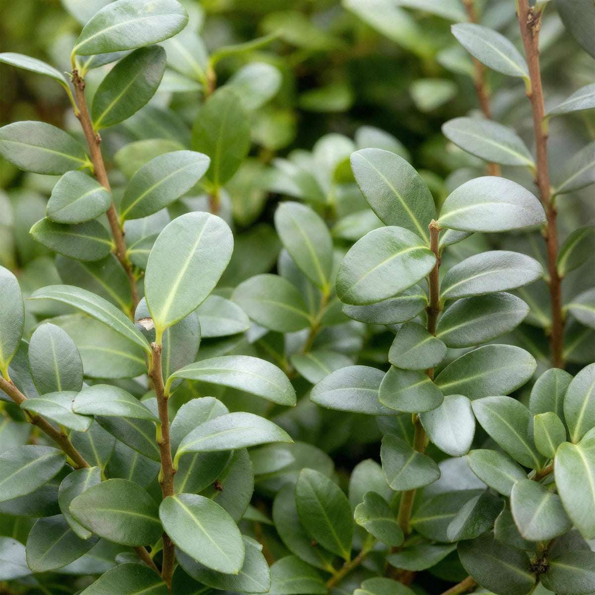 Ilex crenata Caroline Upright, kenmerkend blad