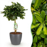 Schefflera Gold Capelle