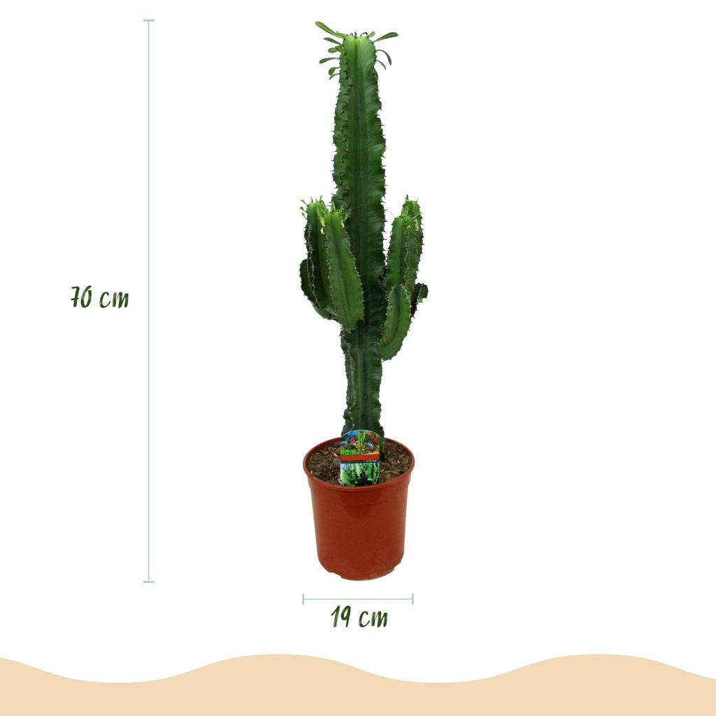 Euphorbia eritrea, 70 cm hoog, kenmerkend blad