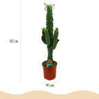 Euphorbia eritrea, 70 cm hoog, kenmerkend blad