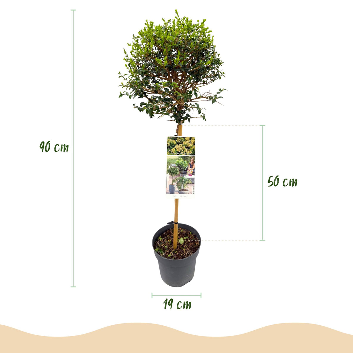 Ligustrum delavayanum, groene bladeren