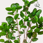 Productafbeelding van Pureplant