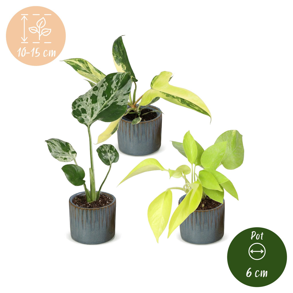 3x Baby Tropical Mix met Linnea Misty Blue met drie kleine tropische kamerplanten in kweekpotten