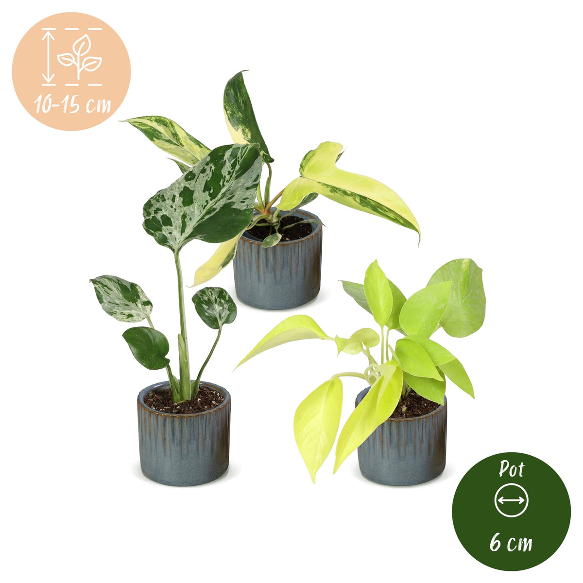 3x Baby Tropical Mix met Linnea Misty Blue met drie kleine tropische kamerplanten in kweekpotten