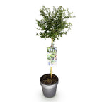 Ceanothus thyrsiflorus Repens, kenmerkend blad