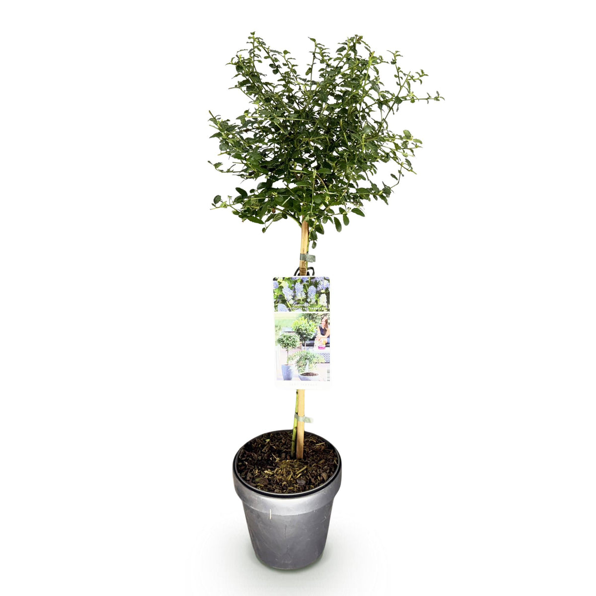 Ceanothus thyrsiflorus Repens, kenmerkend blad